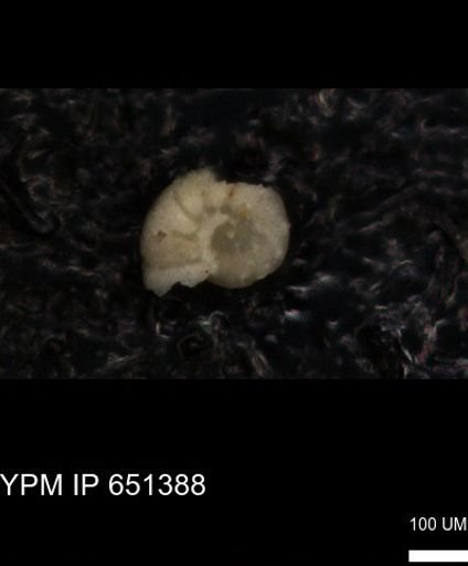 undet. Foraminiferida
