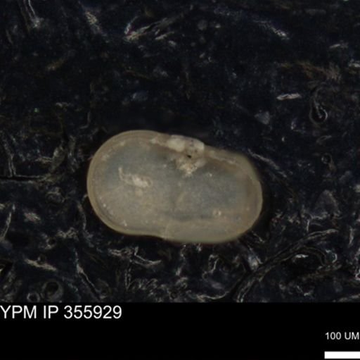 undet. Ostracoda
