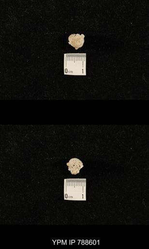 taxon undetermined