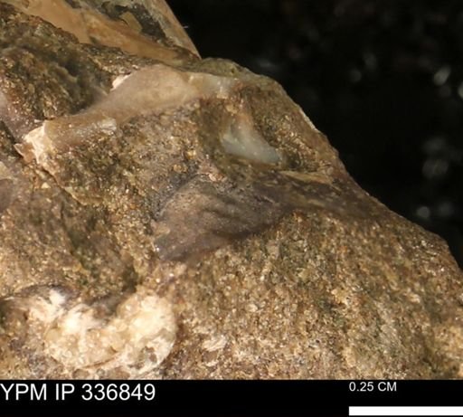 undet. Mollusca
