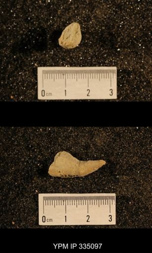 Lophophyllum profundum