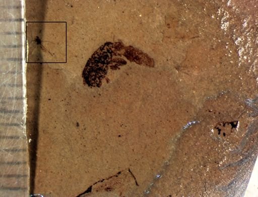 undet. Diptera