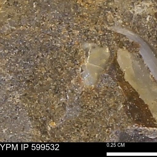 Protocardia subquadrata
