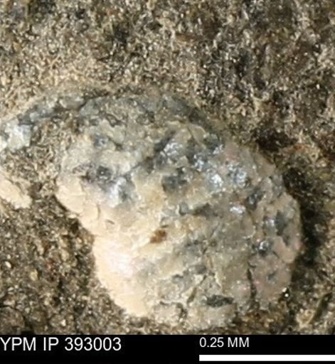 Scaphites sp.