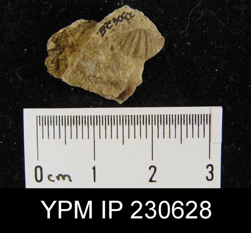 Spiriferina kentuckiensis