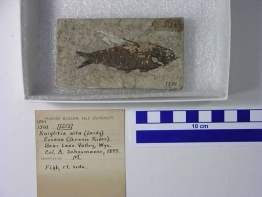 Knightia alta