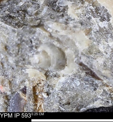undet. Gastropoda