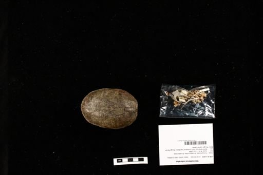 Sternotherus odoratus