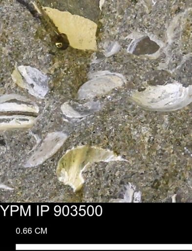undet. Bivalvia