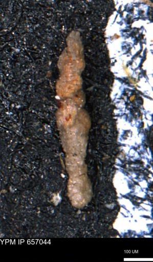 Ammobaculoides whitneyi