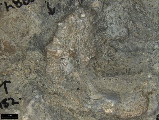 Aplocoma damesii