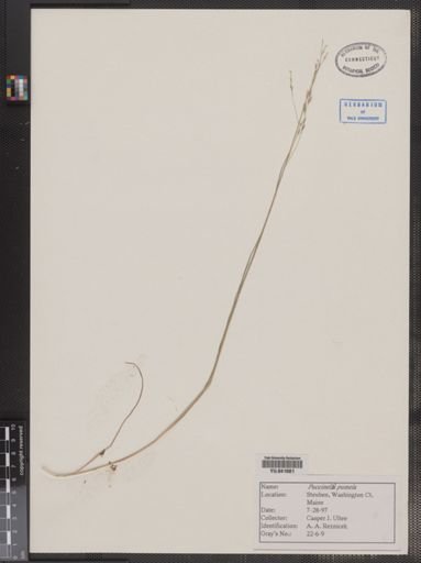 Plantae