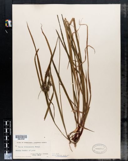 Carex intumescens