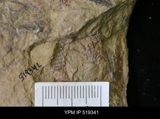 undet. Trilobita