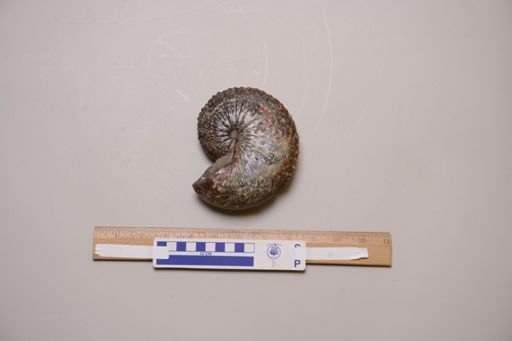 Jeletzkytes nebrascensis