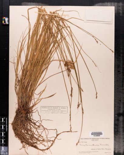 Carex hormathodes