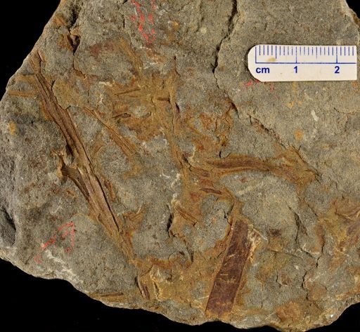 Hostinella sp.