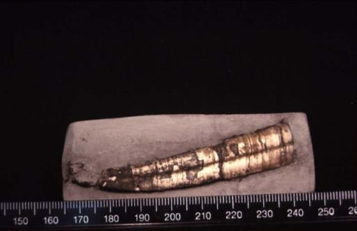 Dentalium elipticum