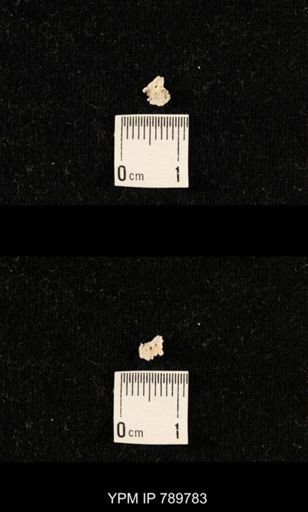 undet. Crinoidea