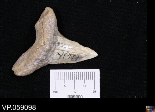 Cretoxyrhina mantelli