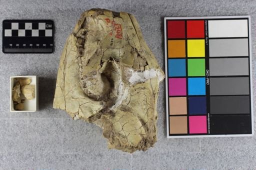 Paramerycoidodon (Barbourochoerus) major