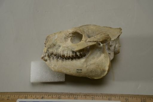 Merycoidodon gracilis