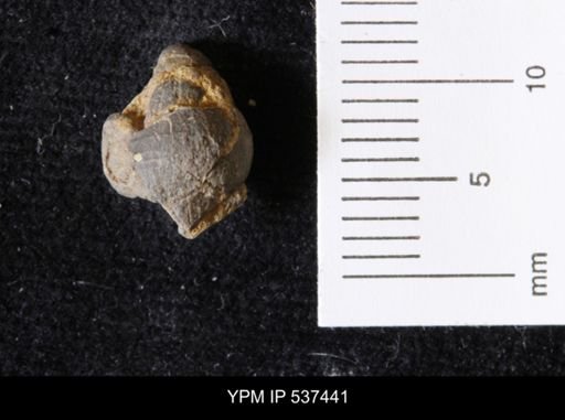 Goniobasis ortmanni