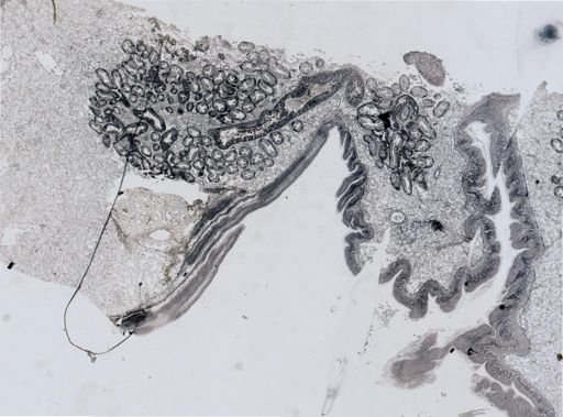 Crassostrea virginica