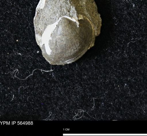 Limopsis striatopunctatus