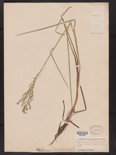 Glyceria canadensis