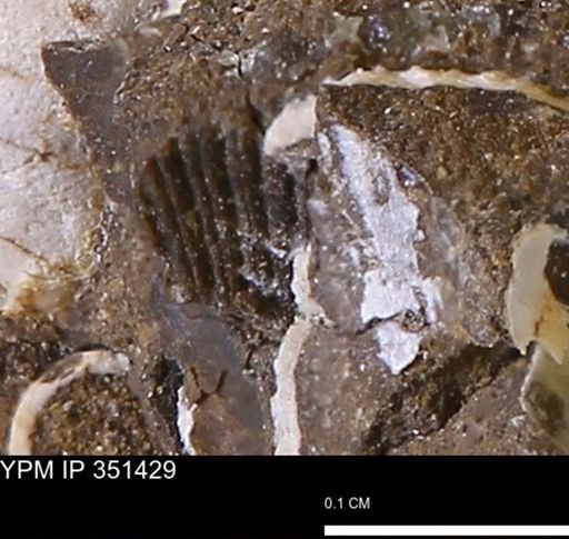 undet. Mollusca