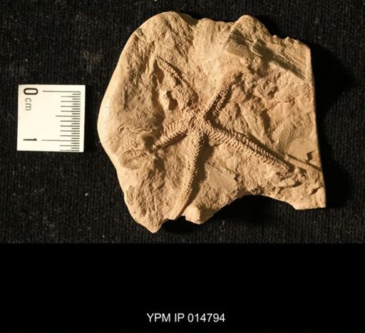 Urasterella sp.
