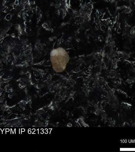 undet. Foraminiferida