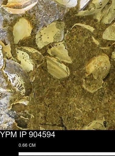Corbulamella sp.