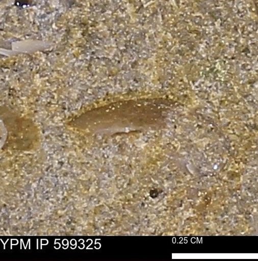 Protocardia subquadrata