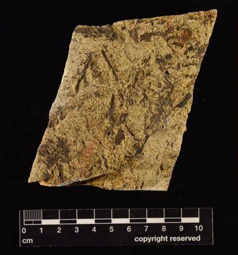 Cladophlebis impressa