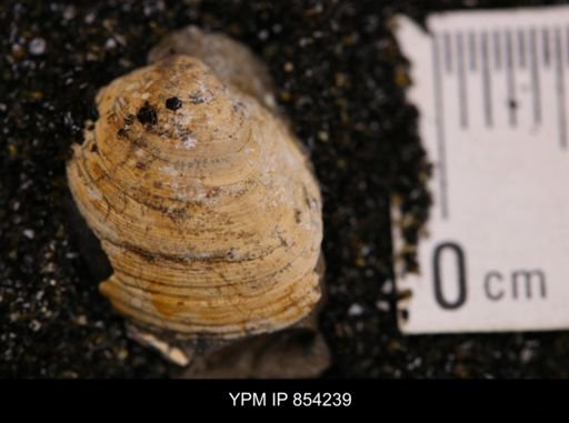 Limopsis striatopunctatus
