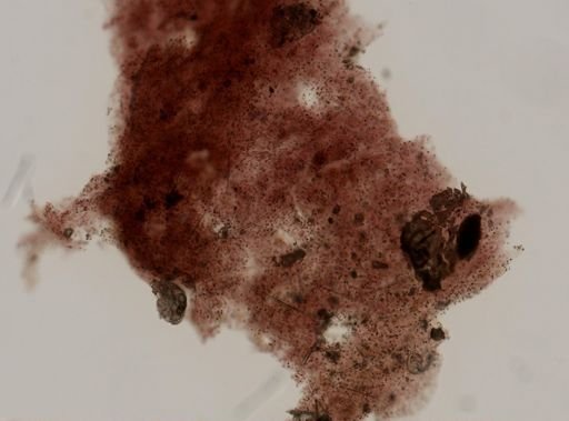 Chondrilla?