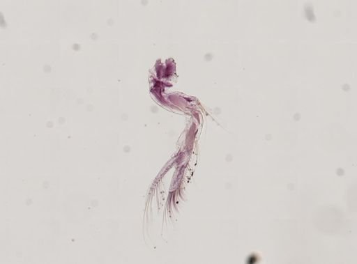Paranebalia longipes