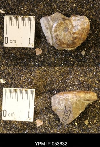 Discoscaphites rossi