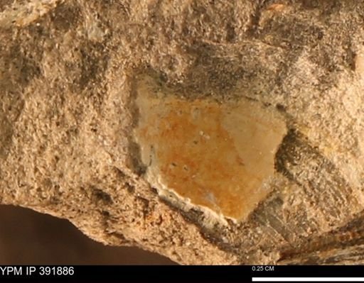 Protocardia sp.