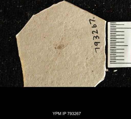 Hymenoptera