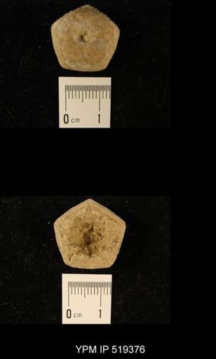 Erisocrinus typus