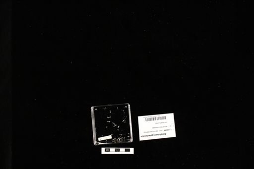 Adelphobates galactonotus