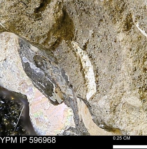 undet. Bivalvia