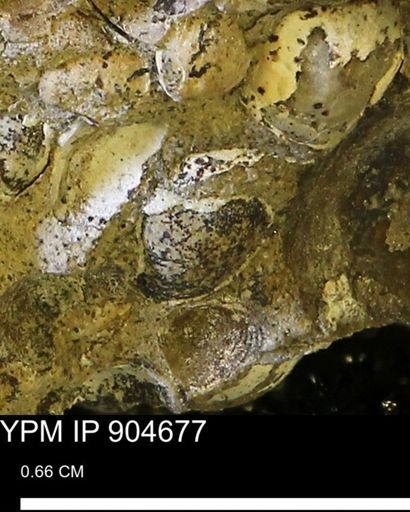 undet. Mollusca