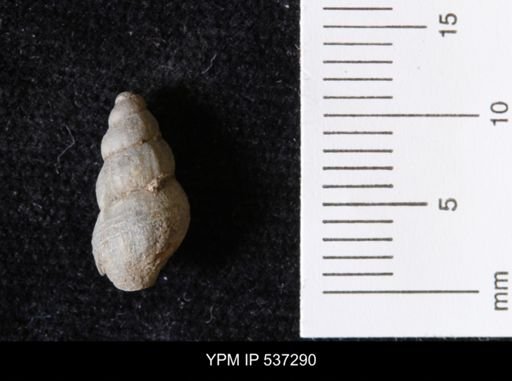 Goniobasis ortmanni