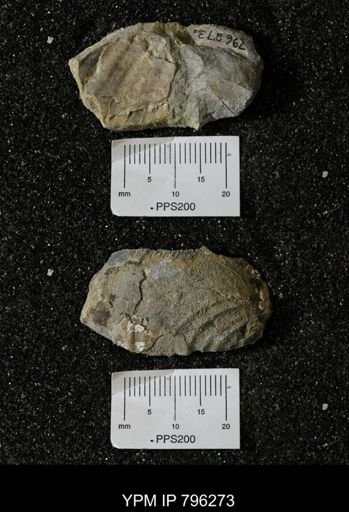 Inoceramus barabini