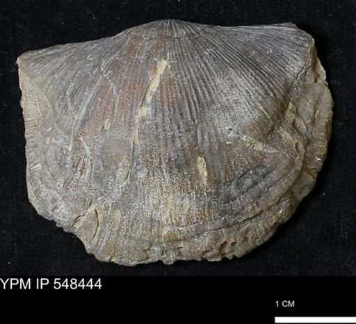 Stropheodonta kemperi