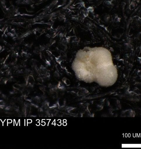 undet. Rugoglobigerinidae